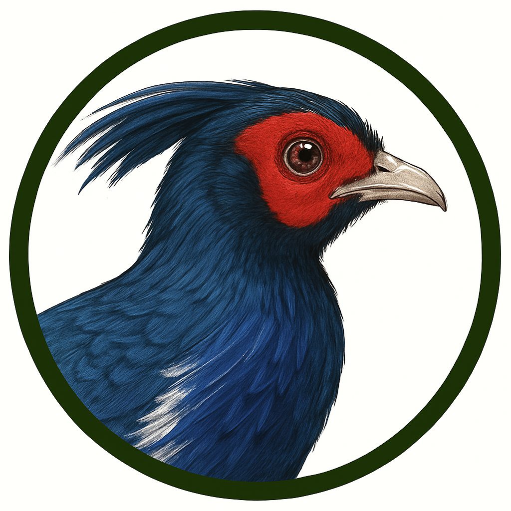 Faisán kalij de Nepal