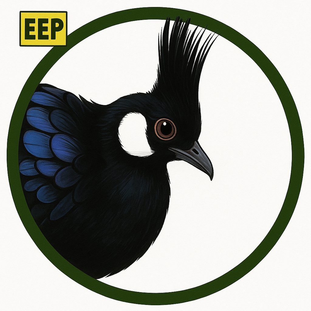 Espolonero de Palawan