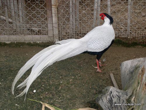 Faisán Plateado
