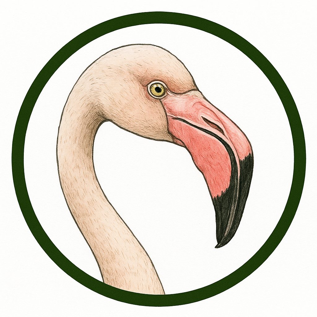 Flamencos