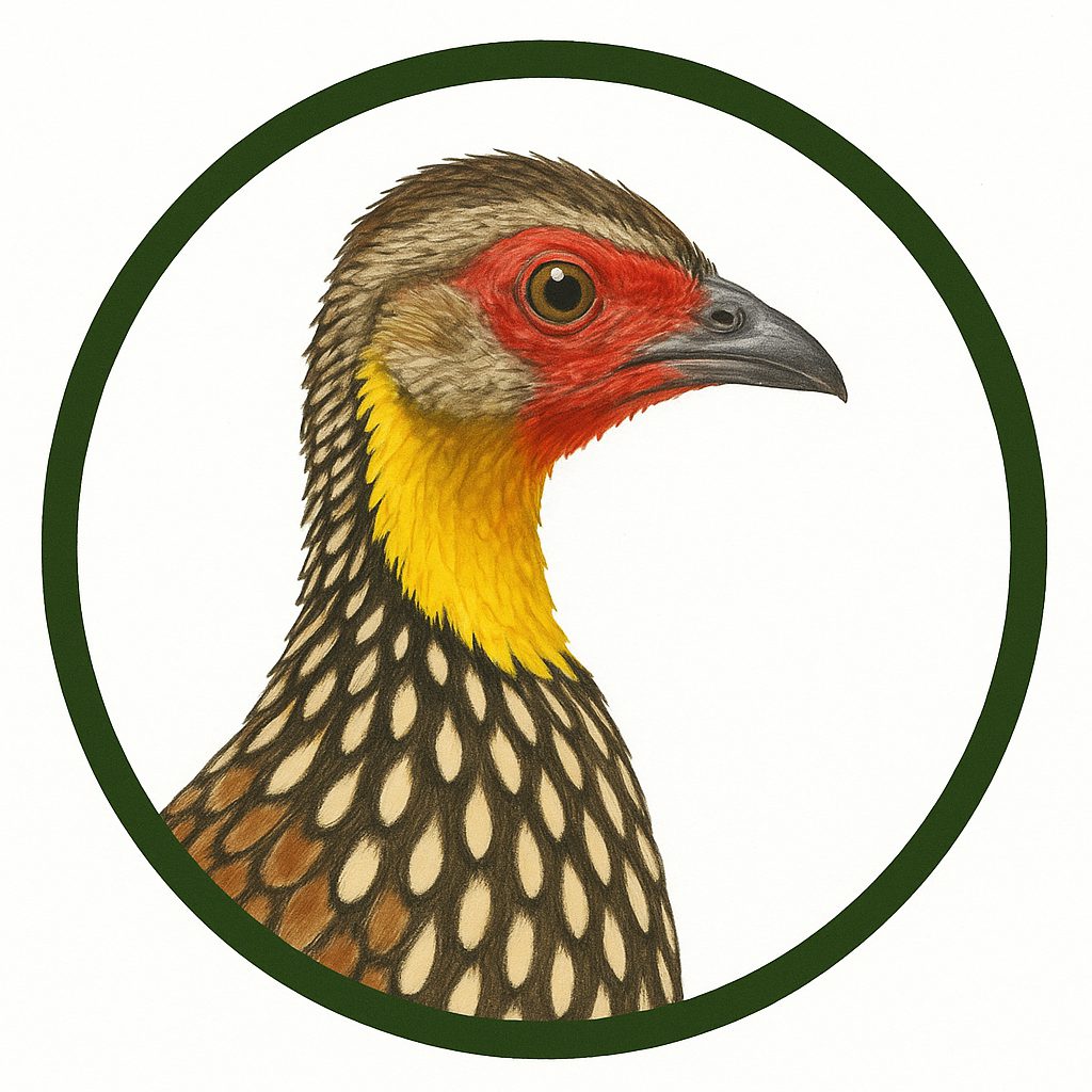 Francolín de garganta amarilla