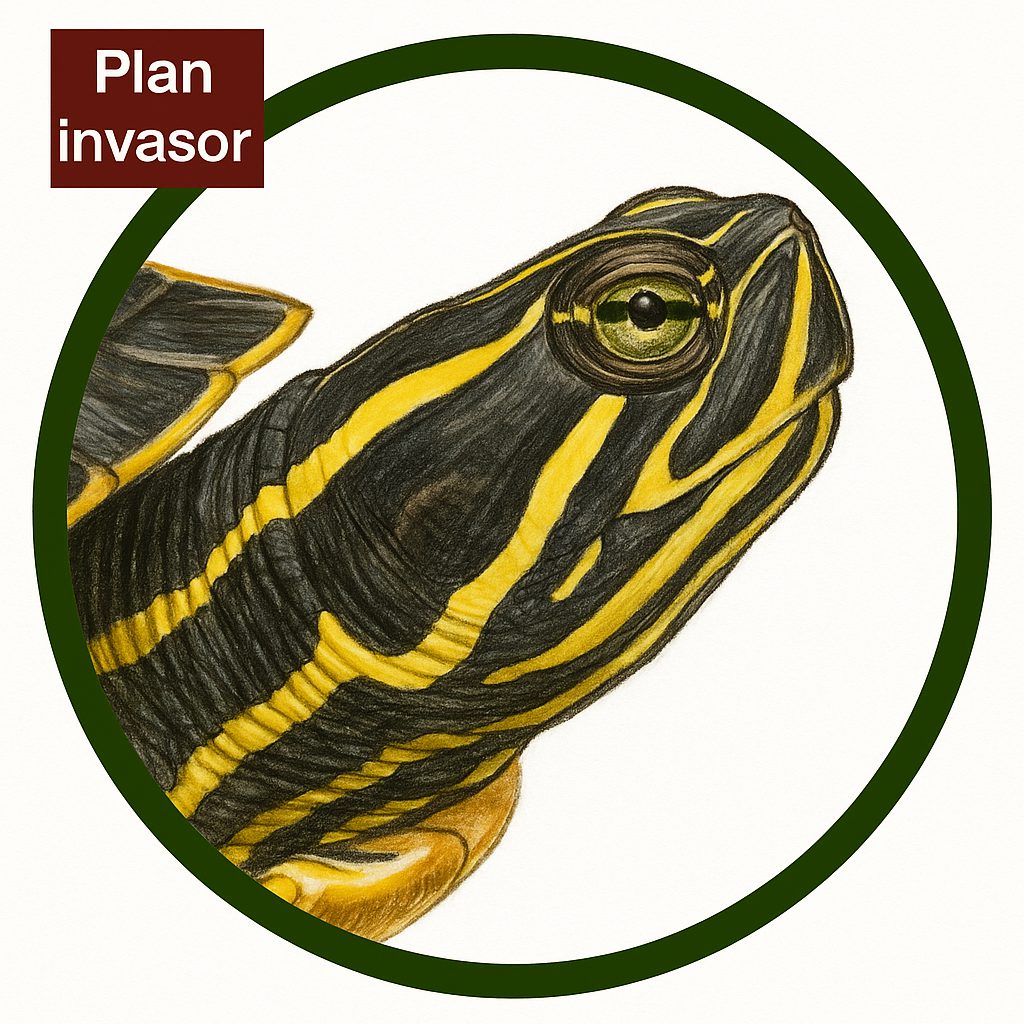 Galápago de Florida