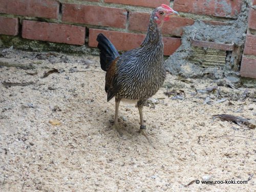 Gallo gris