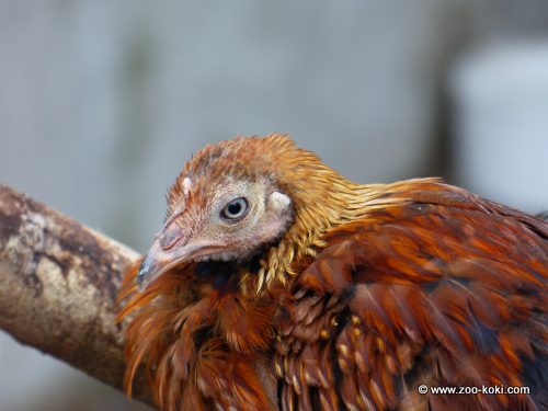 Gallo Lafayette