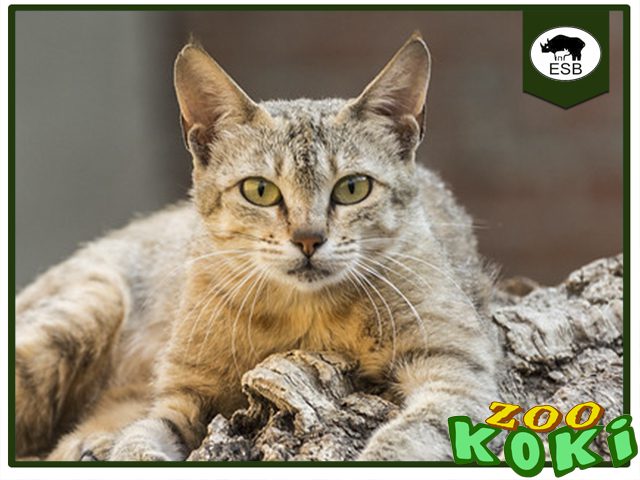 Gato de Arabia