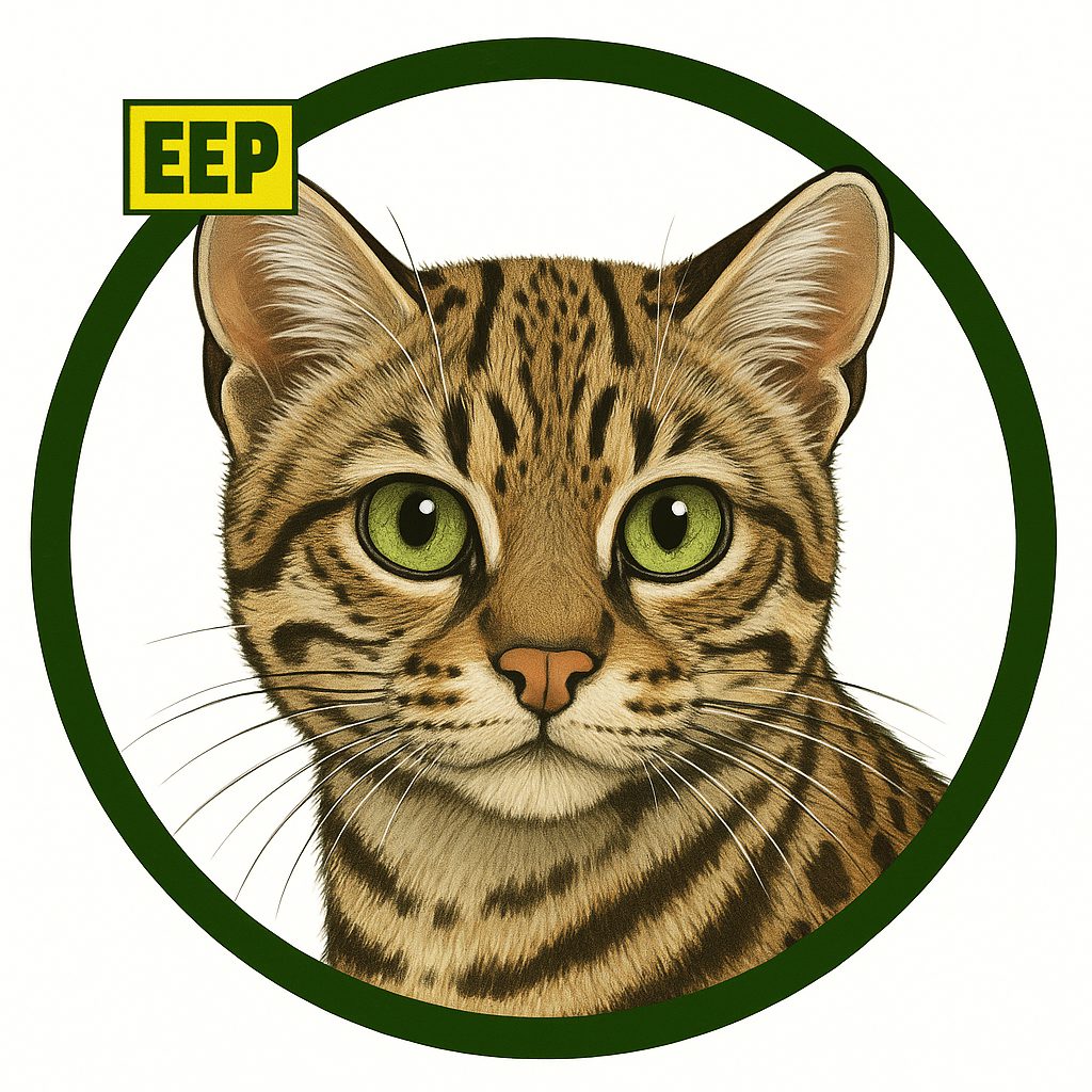 Gato de Geoffroy