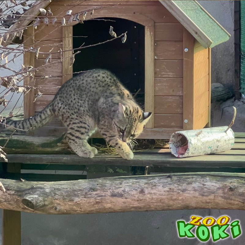 Gato de Geoffroy