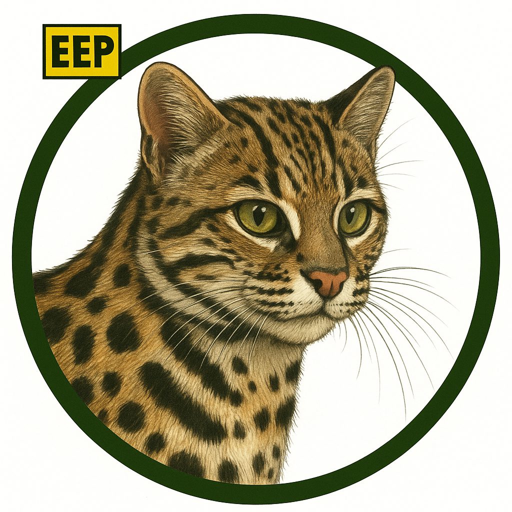 Gato leopardo de Siberia