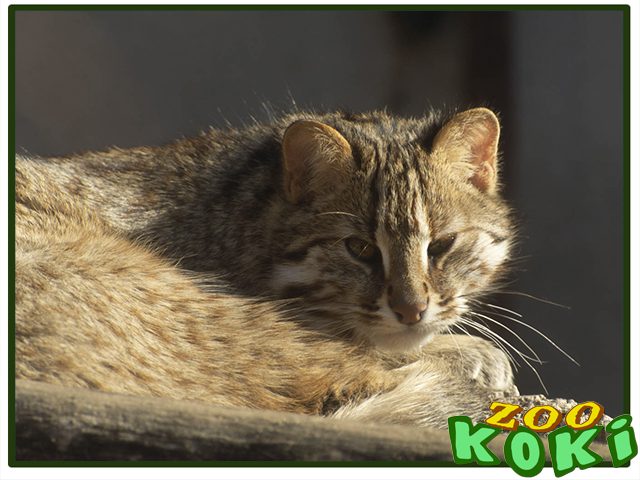 Gato leopardo de Siberia