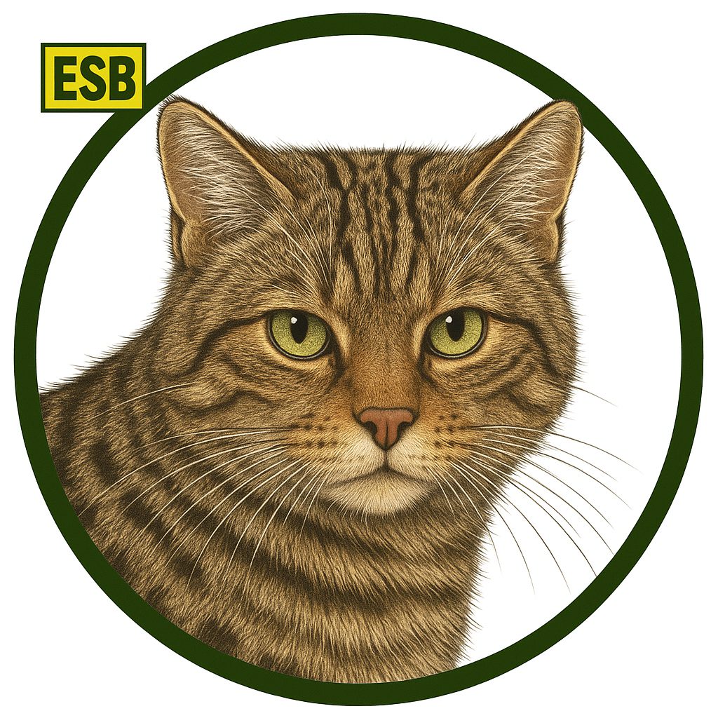 Gato montés europeo