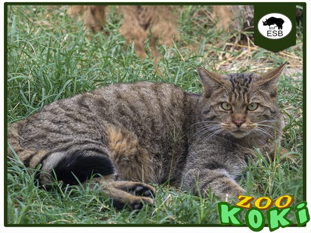 Gato montés Europeo