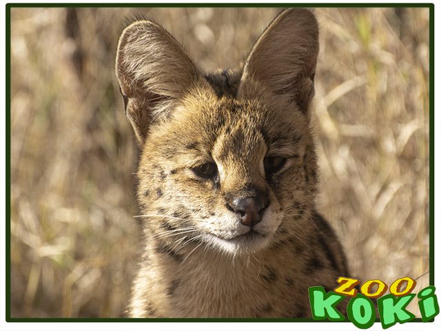 Serval