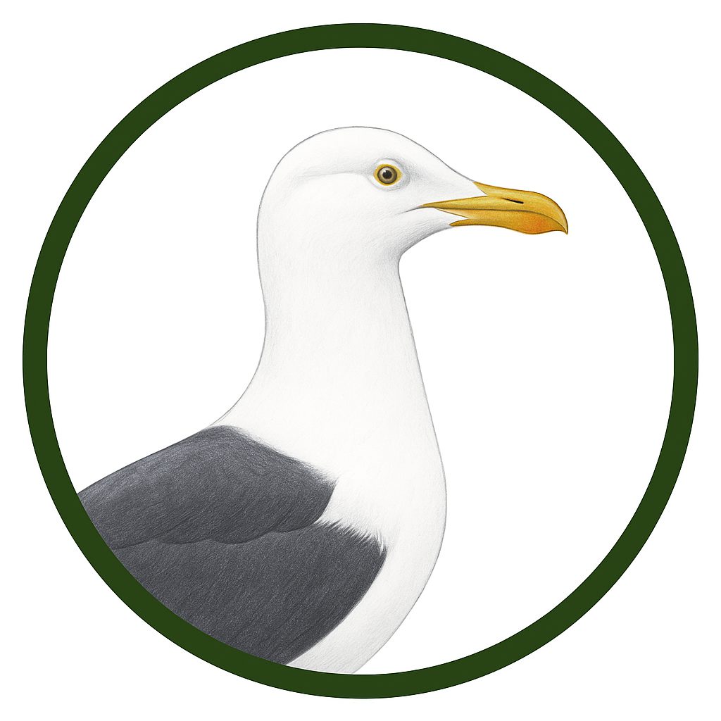 Gaviota sombría