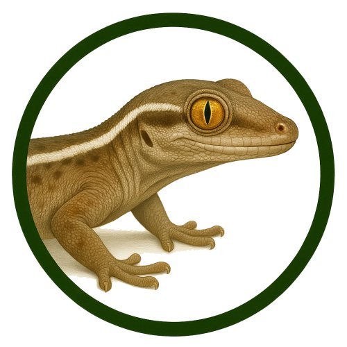Gecko de línea blanca