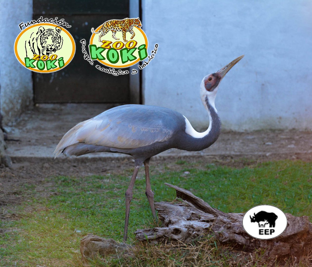Grulla cuelliblanca