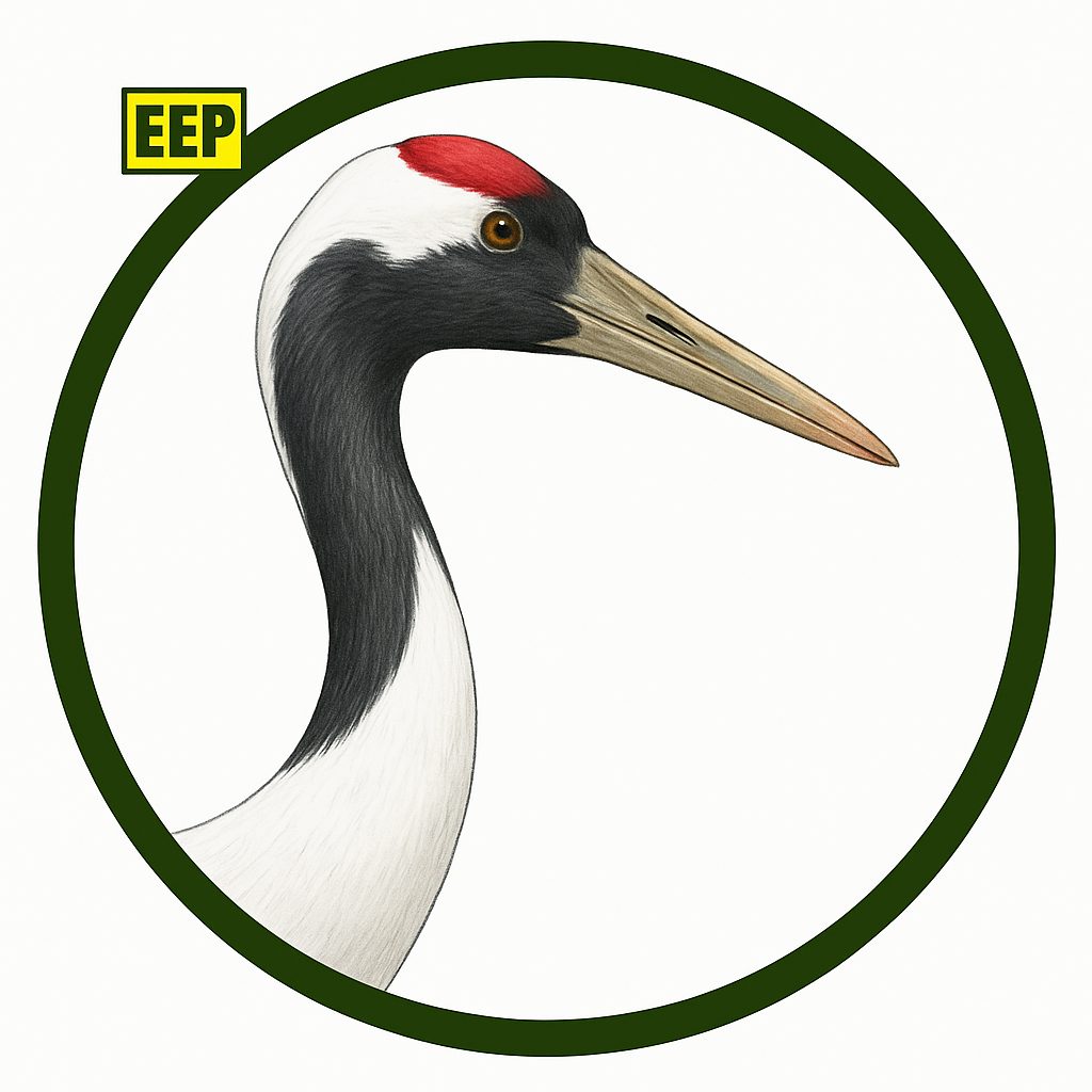 Grulla de Manchuria