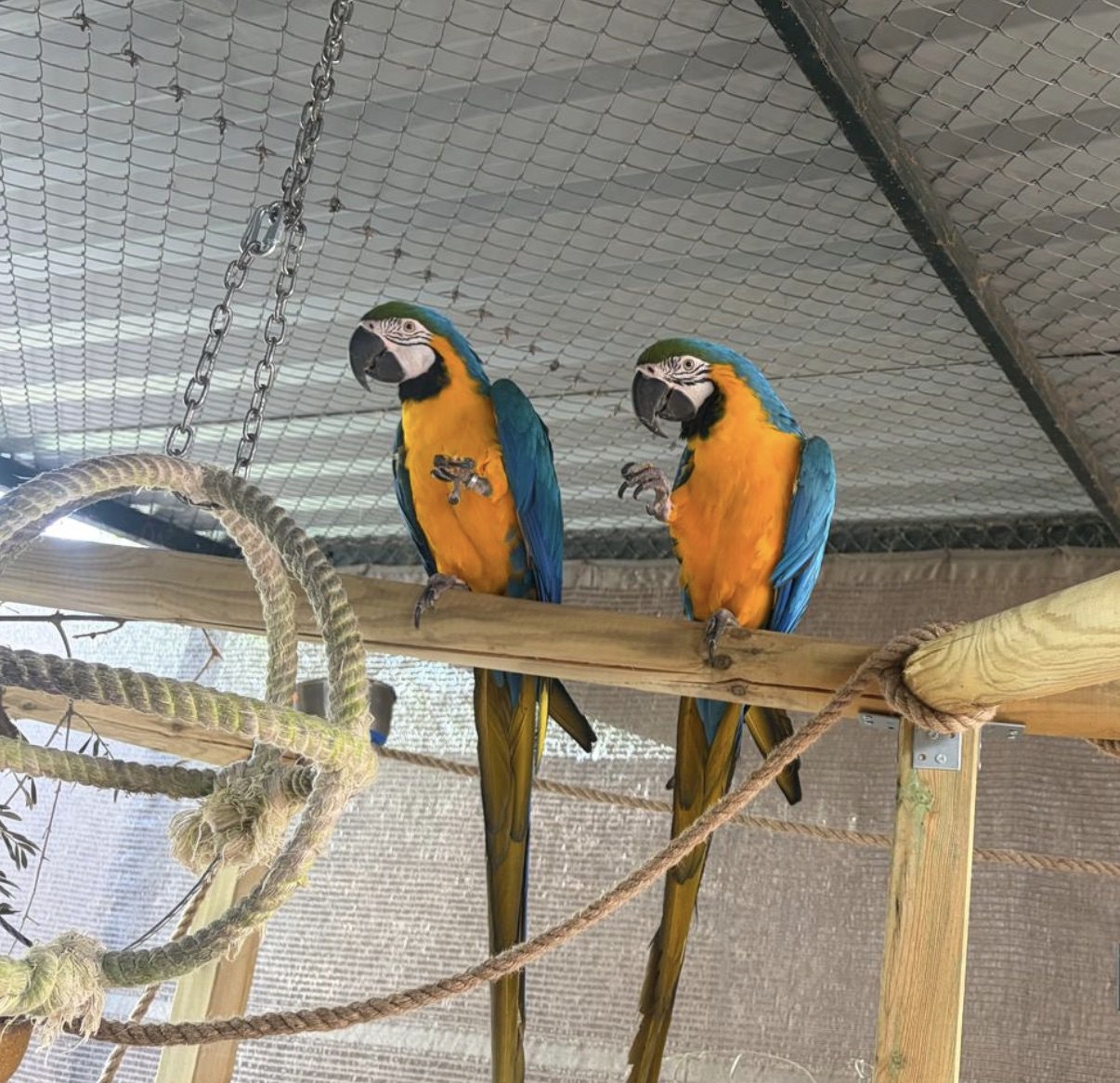 Blue-and-yellow macaw