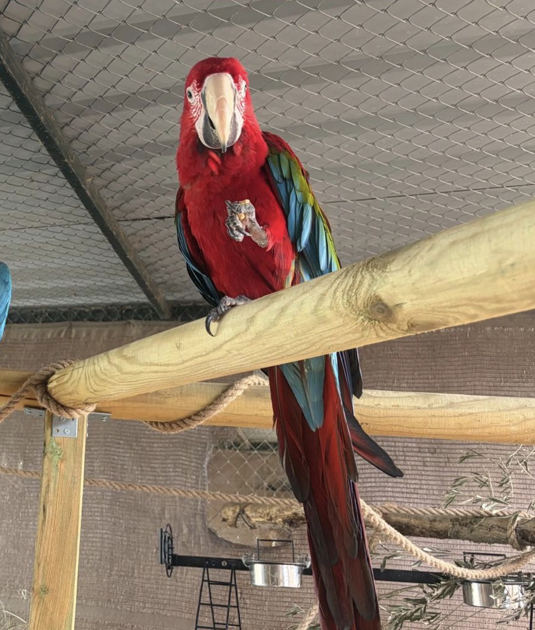 Red-and-green macaw