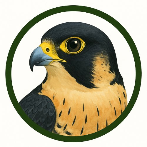 Halcón peregrino