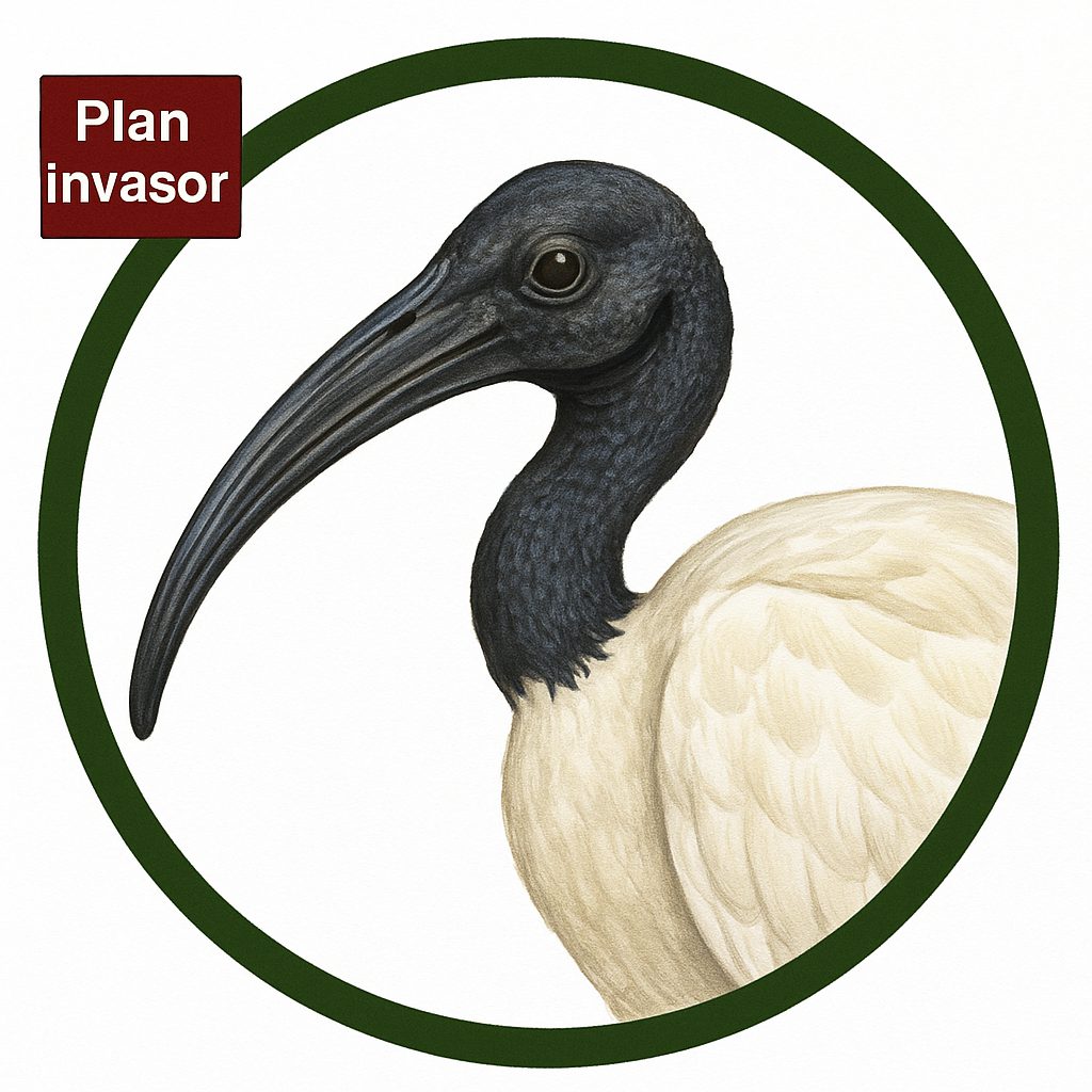 Ibis sagrado