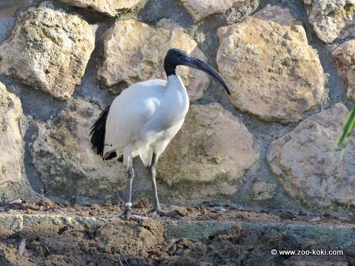 Ibis sagrado