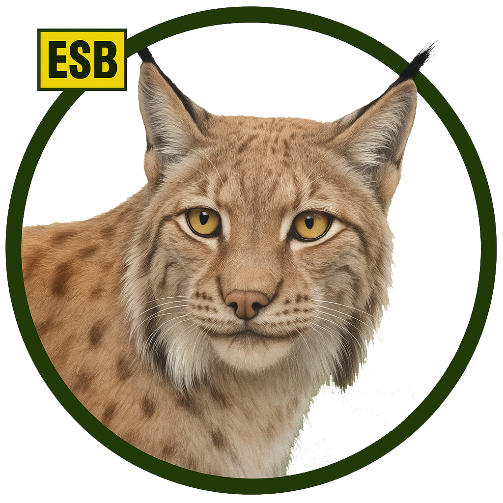Lince europeo