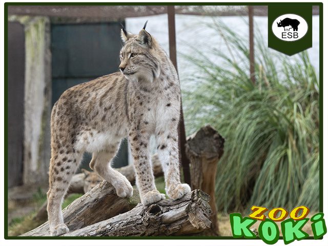 LInce Europeo