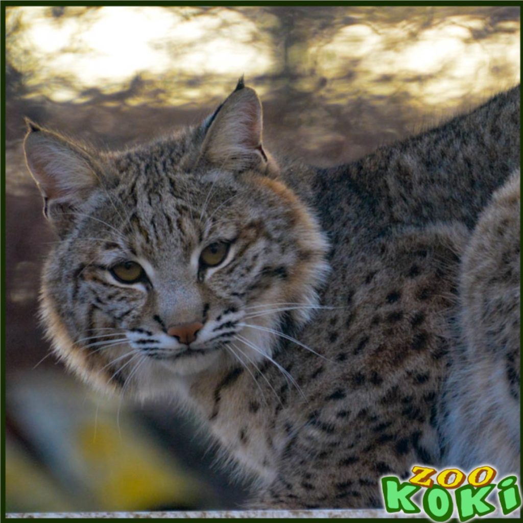 Lince Rojo