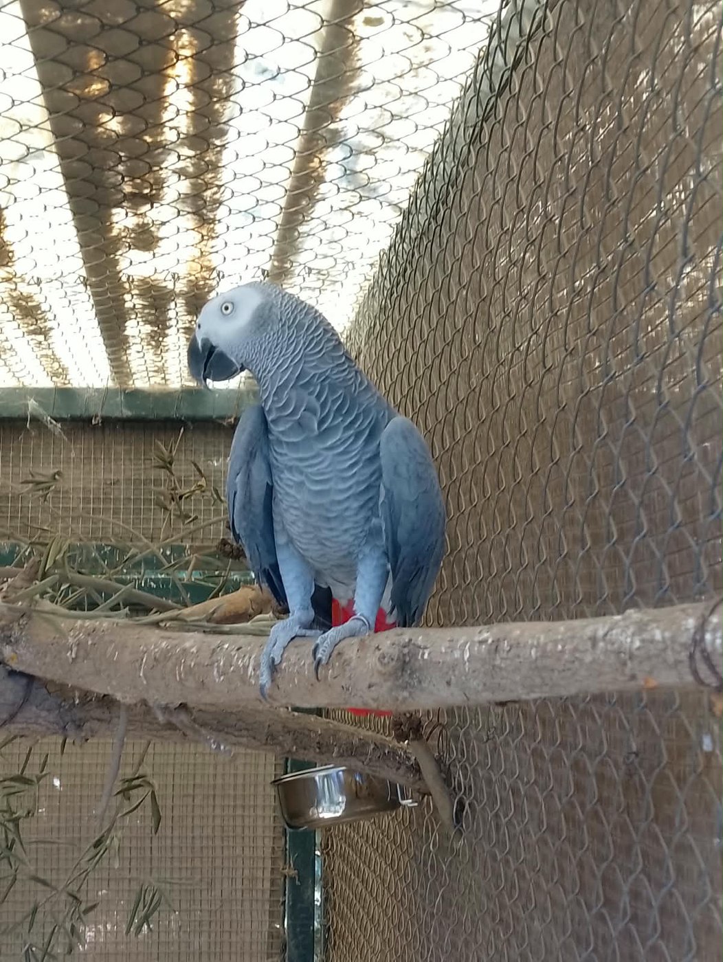 African grey parrot