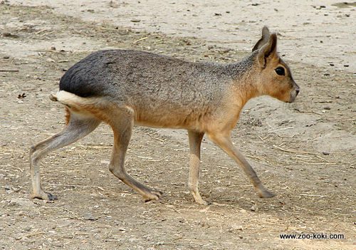 Mara