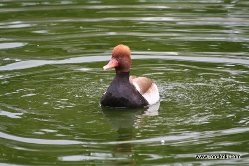 Pato colorado