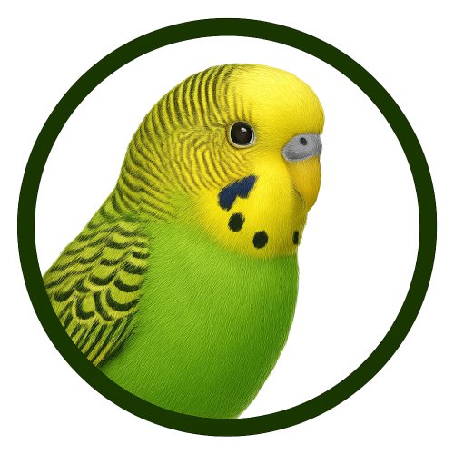 Periquito común