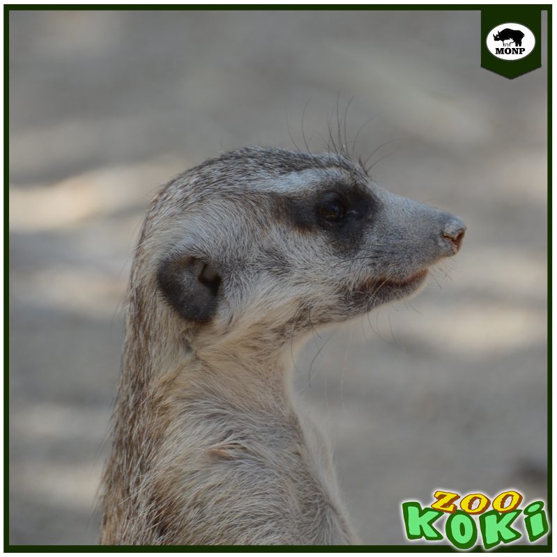 Suricata