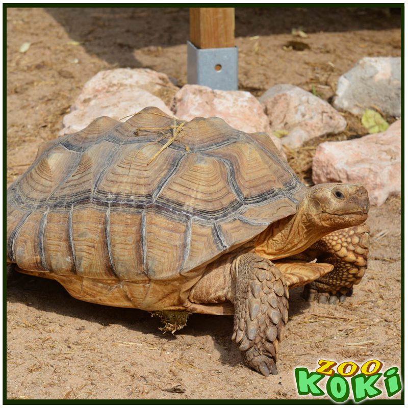 Tortuga de espolones