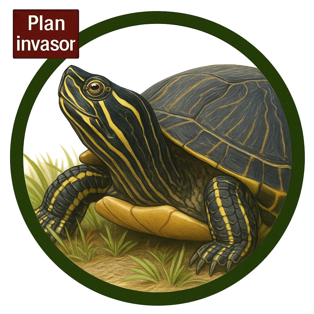 Tortuga de la península de Florida