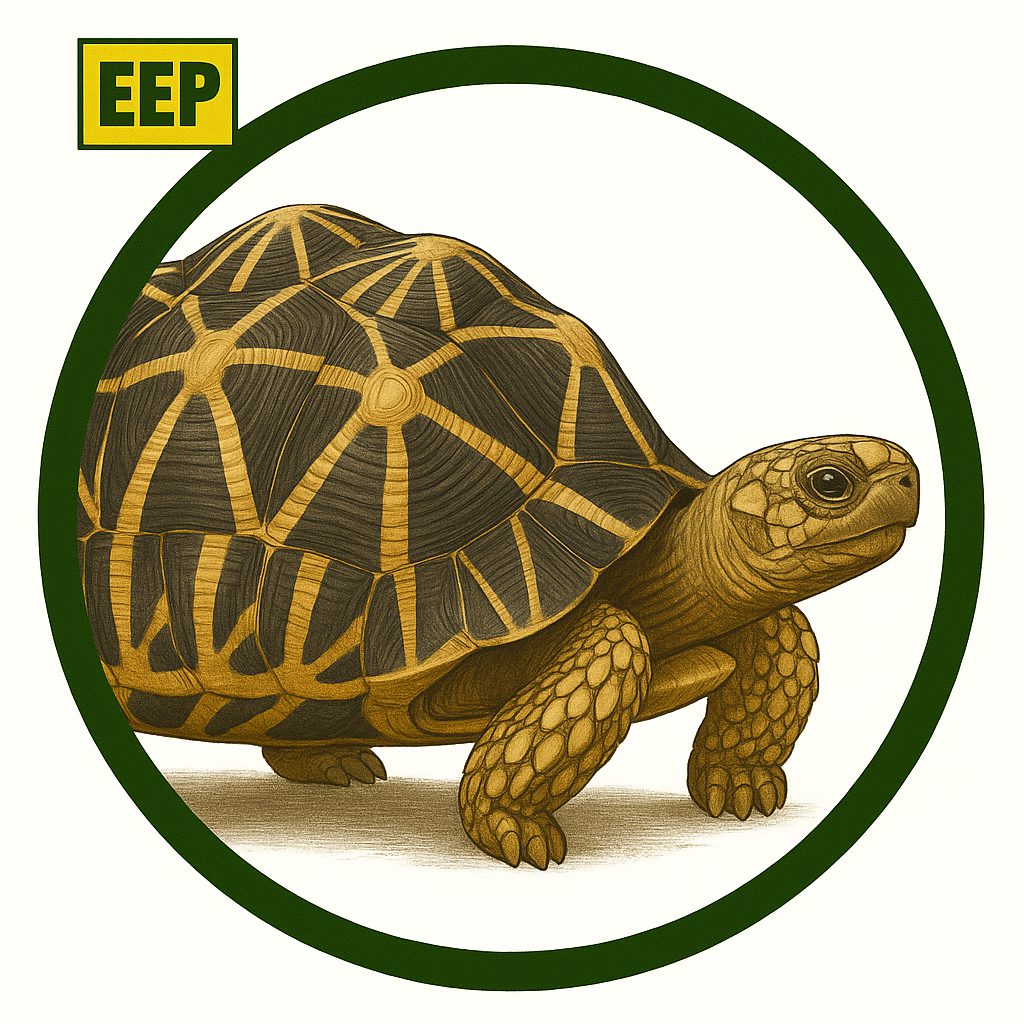Tortuga estrellada de la India