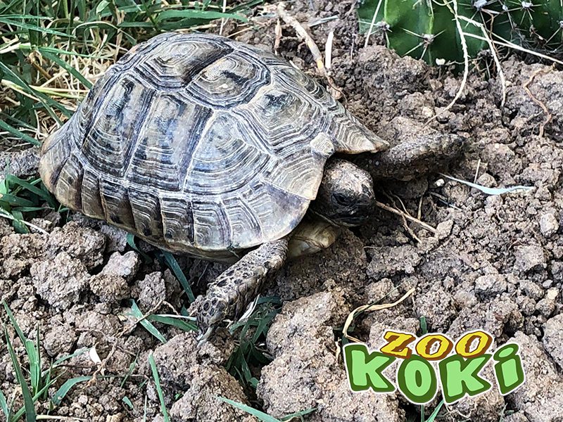 Tortuga mora