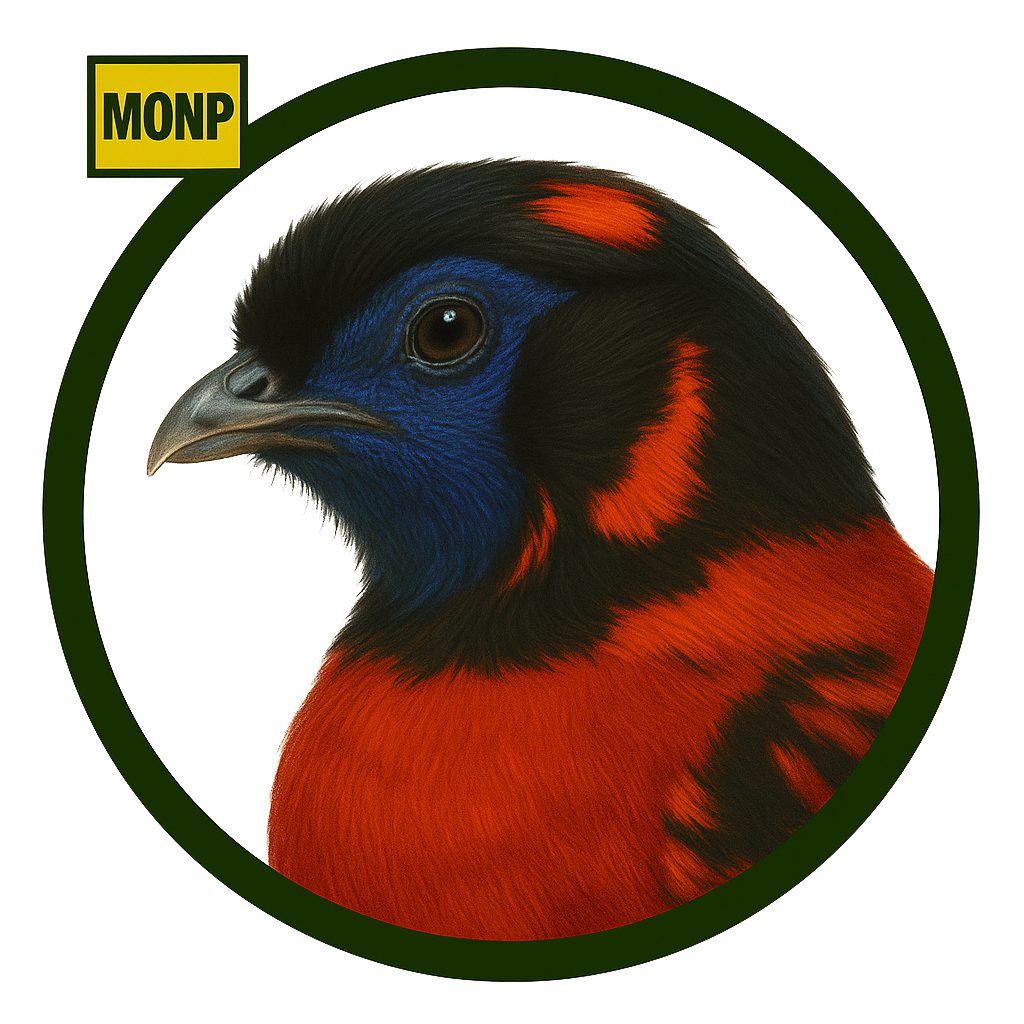Faisán Tragopan Satyr