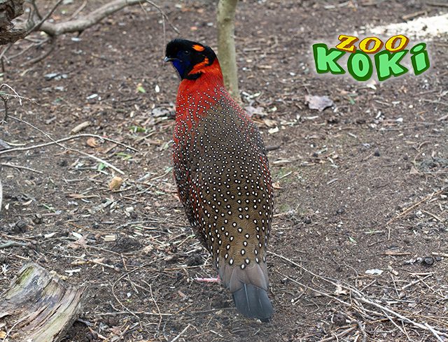 Faisán Tragopan satyr