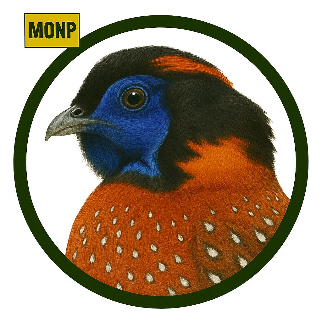 Faisán Tragopan Temminck