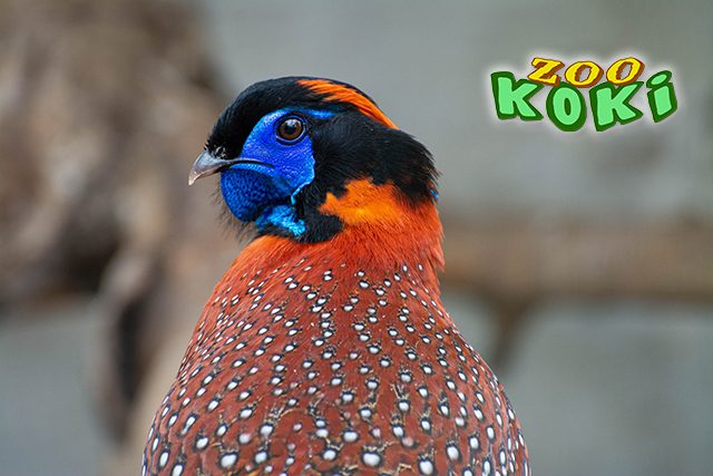 Faisán Tragopan Temminck