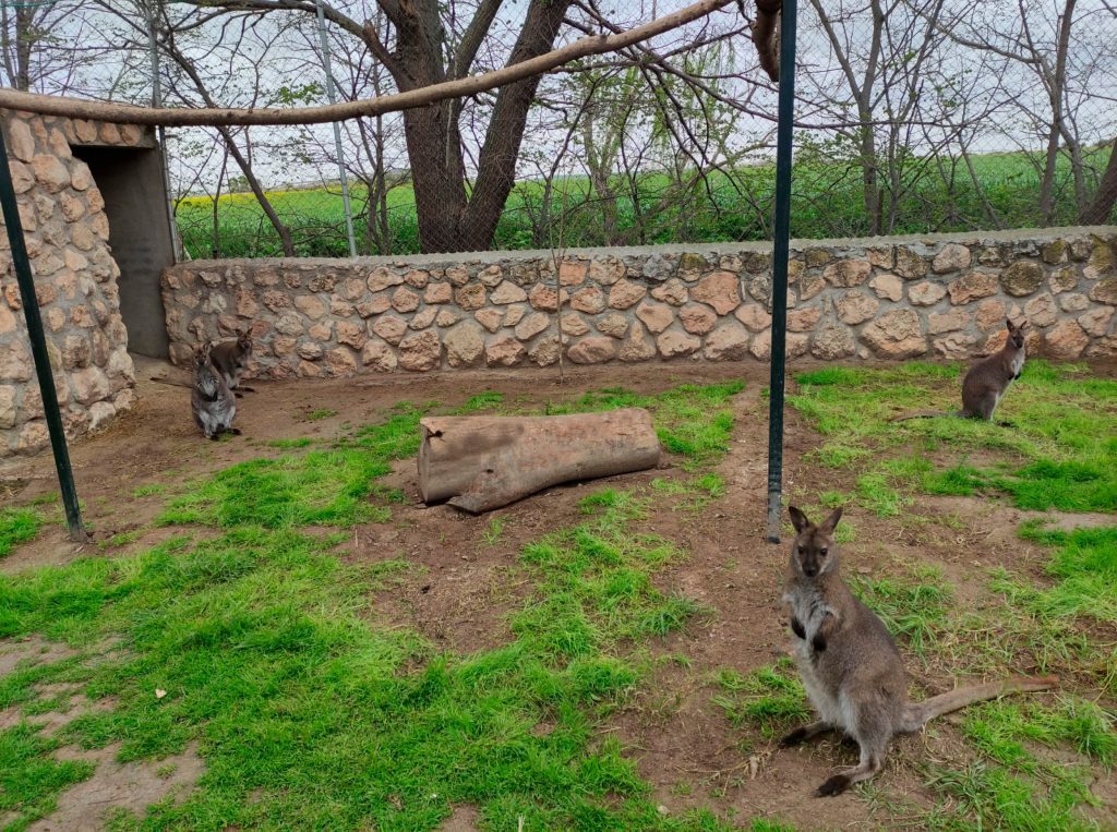 Wallaby de Bennet