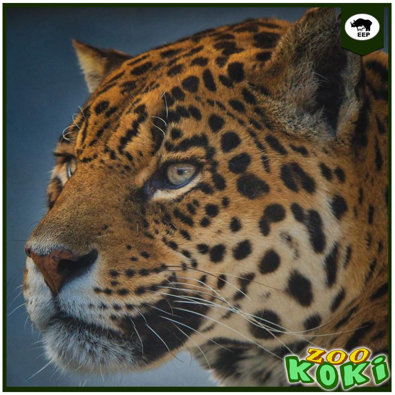 Jaguar de Zoo Koki, programa de cría EEP