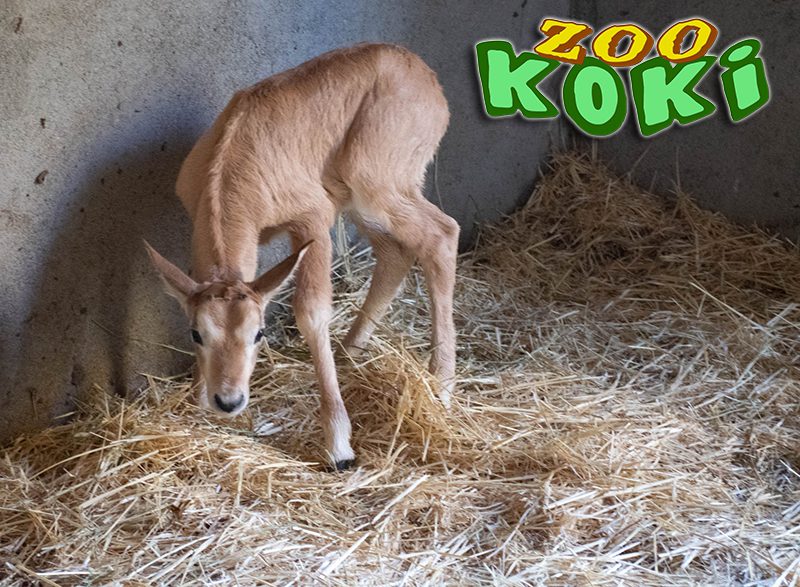 Cría recién nacida en Zoo Koki