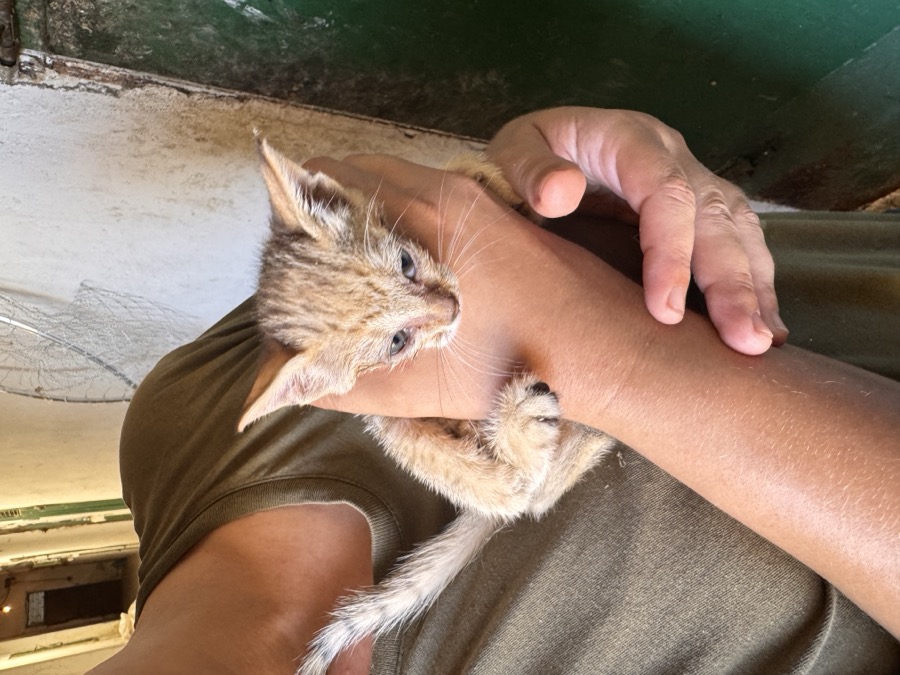 ولادة قط بري عربي في Zoo Koki