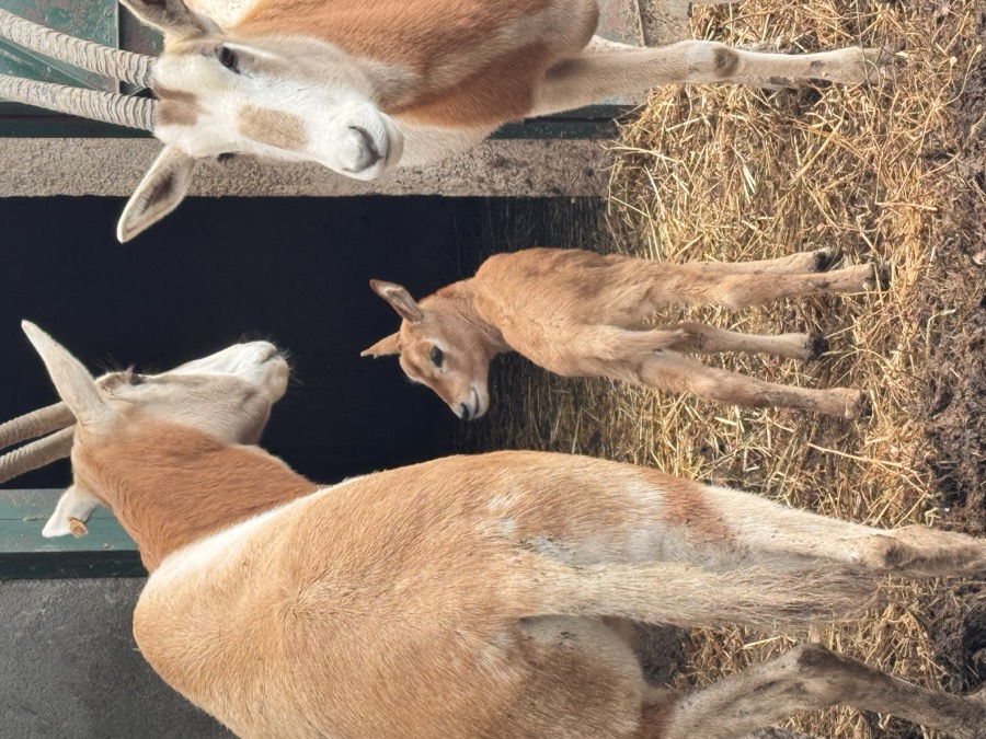 ولادة مها ذي قرون سيفية في Zoo Koki