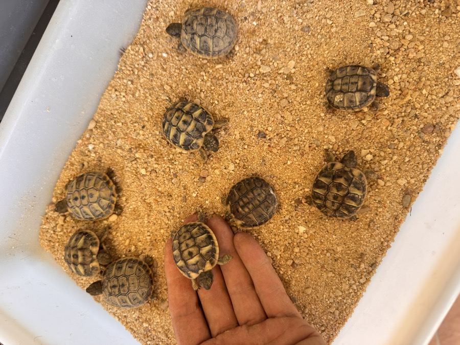 ولادة سلاحف في Zoo Koki