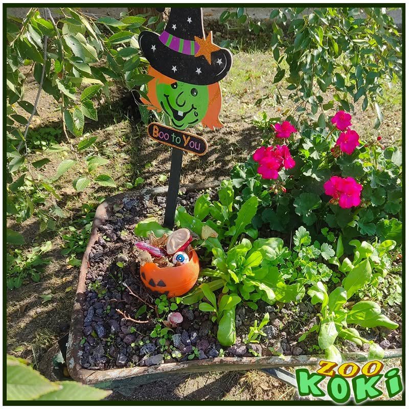 Sorcière « Boo to You » et citrouille dans un jardin du zoo