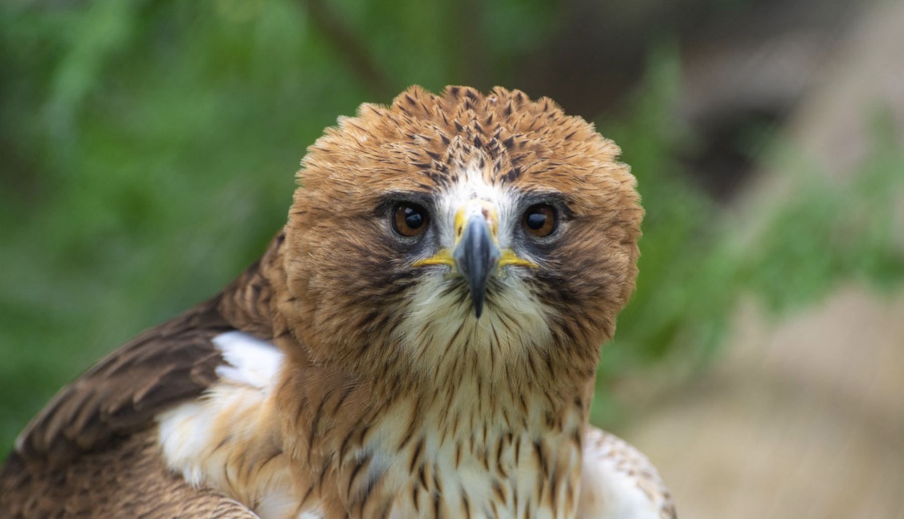 Águila calzada en Zoo Koki