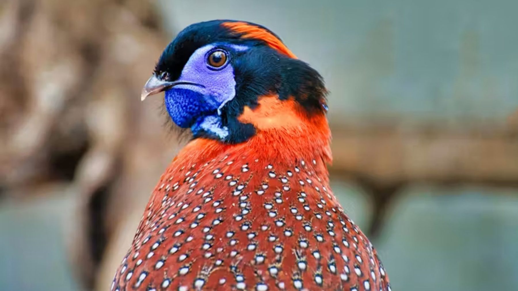 Faisán en Zoo Koki